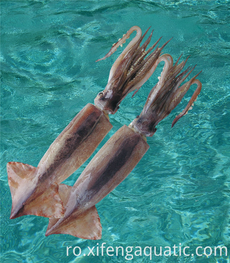 Todorodes Pacificus Todarodes Pacificus